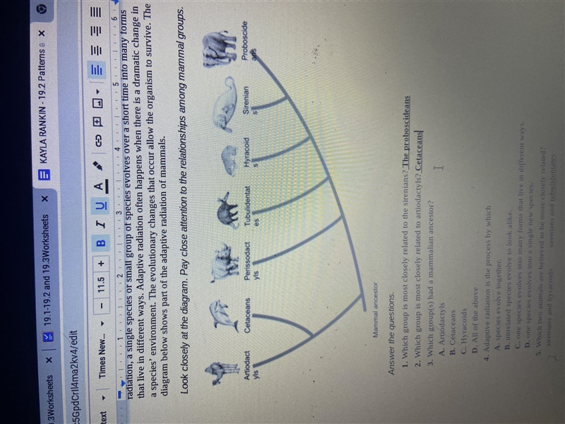 Which group(s) had a mammalian ancestor A.Artiodactyls B.cetaceans C.Hyracoids D.All-example-1