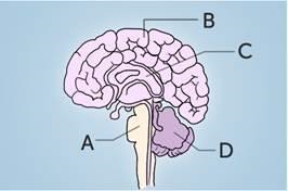 Pls help once i finish this i can sleep!!!! Identify the brain stem in the diagram-example-1