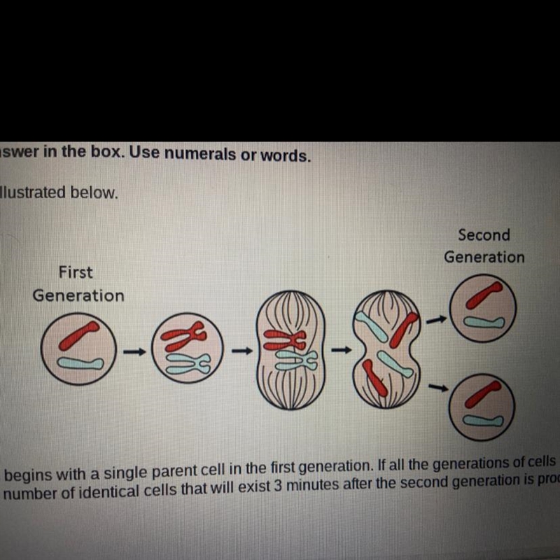 Imagine that this is the process begins with a single parent cell in the first generation-example-1