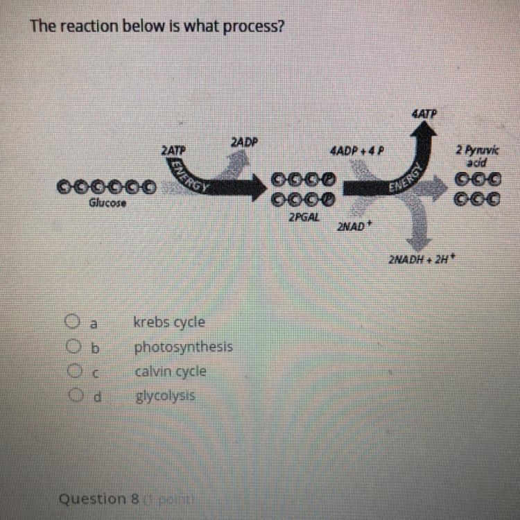 The reaction below is what process? 4ATP 2ADP 2АТР 4ADP +4P VERG 2 Pyruvic acid ©©©©©© Glucose-example-1