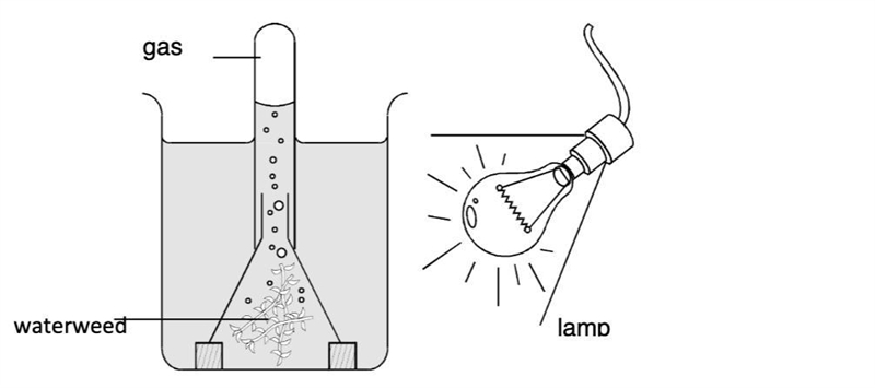 ASAP Please Help The rate of photosynthesis can be measured as the volume of oxygen-example-1