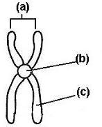 Structure (b) is a ____. Chromosome centromere chromatid-example-1