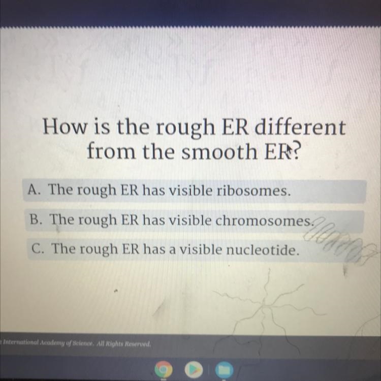 How is the rough ER different from the smooth ER? A. The rough ER has visible ribosomes-example-1