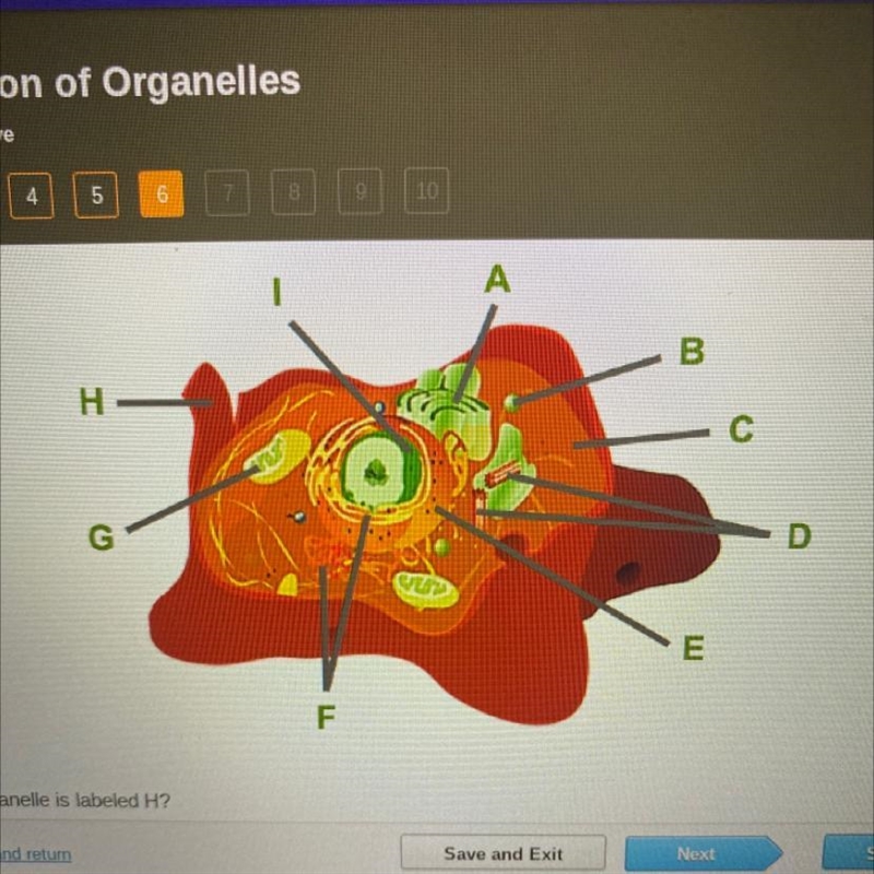 Which organelle is labeled H?-example-1