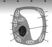 What is this Cell Called_________?-example-1