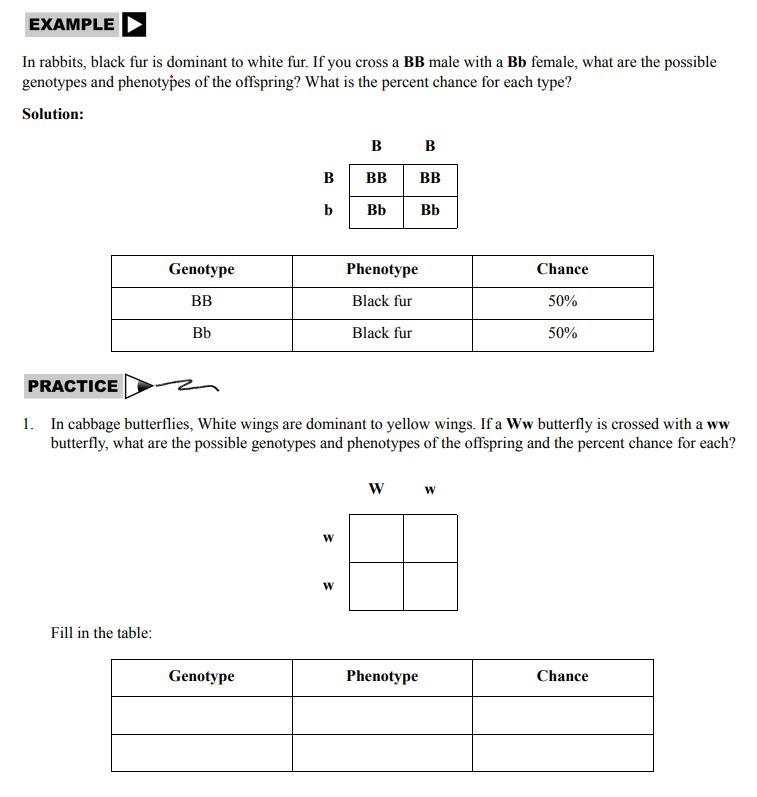 For your answer, list the genotypes, phenotypes and % chance of each.-example-1