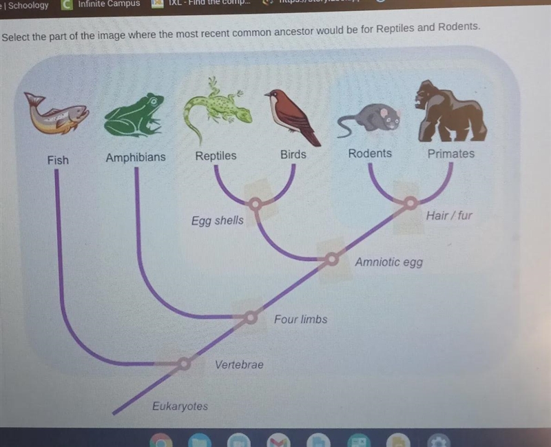 Select the part of the image where the most recent common ancestor would be for Reptiles-example-1