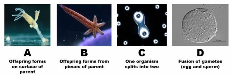 A. Identify the letter of the image that does NOT represent aseual reproduction. B-example-1