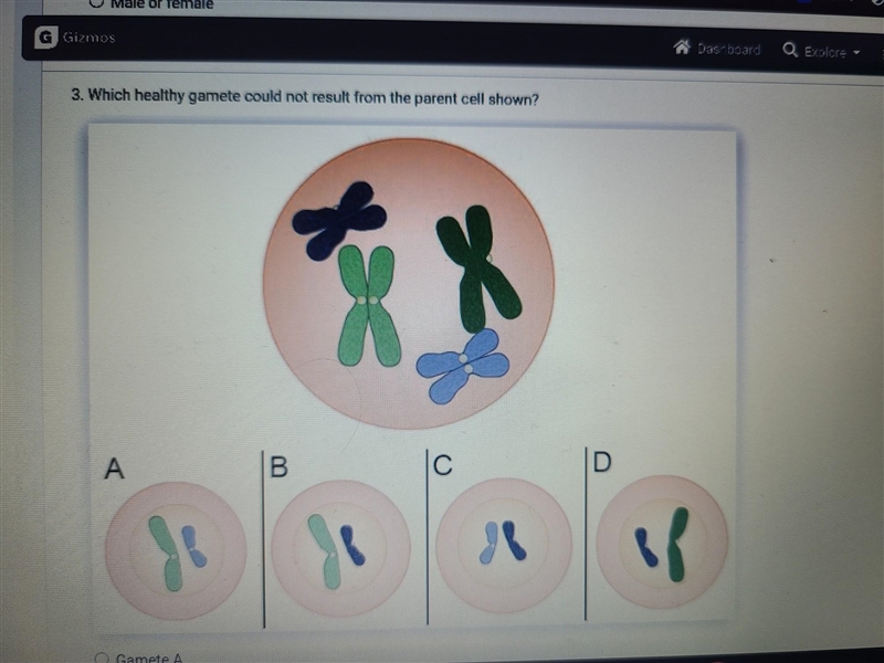 Which healthy gamete could not result from the parent cell shown?​-example-1