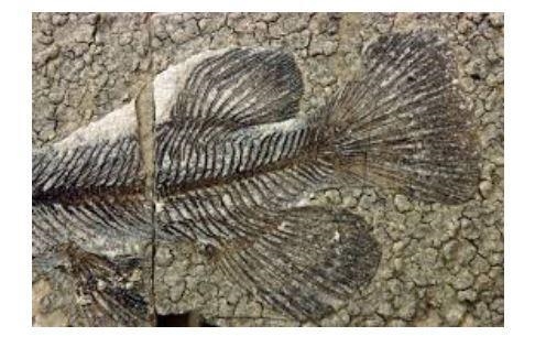 What Kingdom and class would this fossil belong to? Explain your choice.-example-1