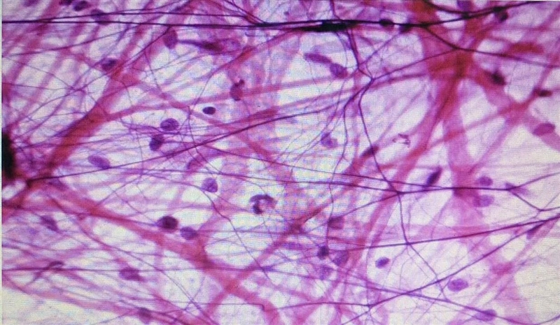 What type of cell is this? What characteristics helped you decide the type of cell-example-1