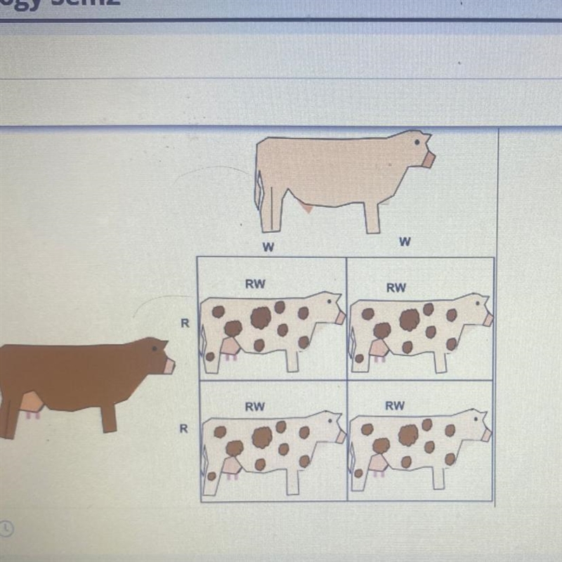 Looking at the punnet square above, how does this demonstrate codominance-example-1