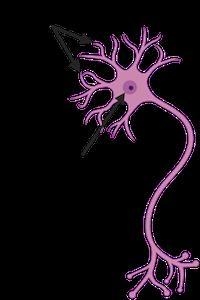 The diagram below shows a neuron, which has specialized structures at one end called-example-1