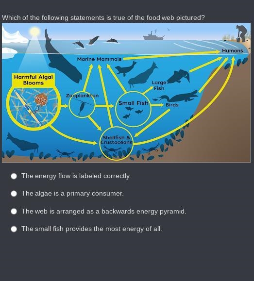 Which of the following statements is true of the food web pictured?-example-1