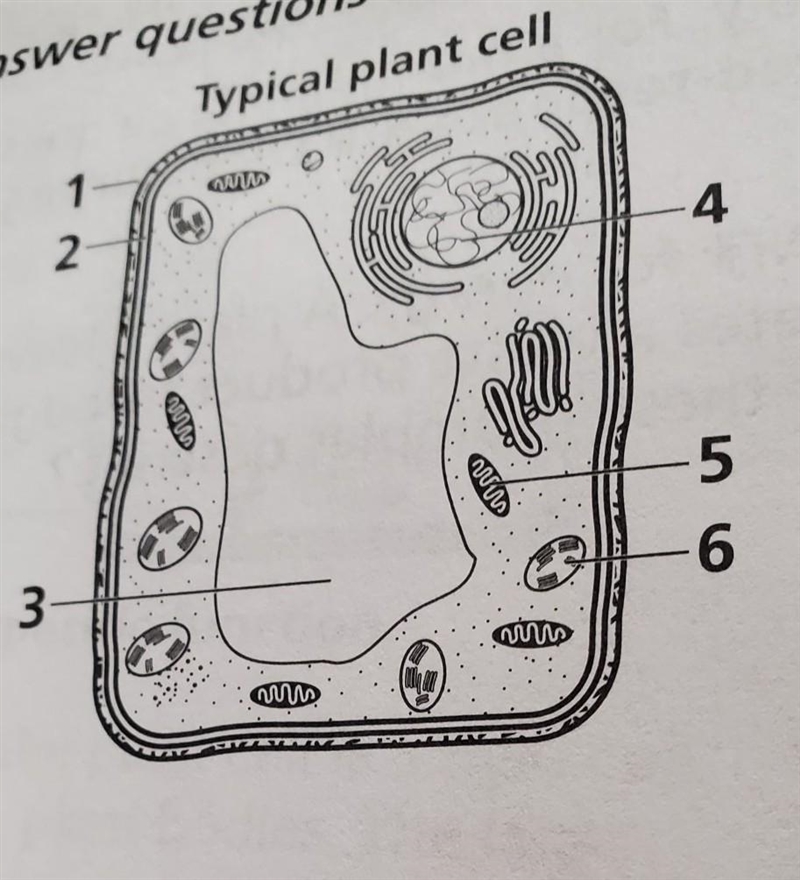 Identify structure one and describe its main function. identify structure 3 and describe-example-1