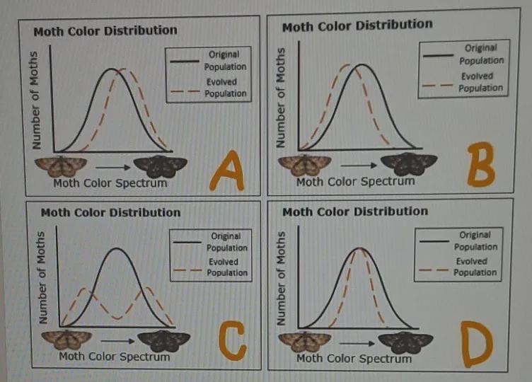 Directions: Select the correct graph. A moth population living in adeciduous forest-example-1