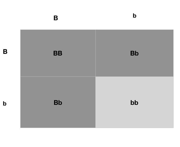 Based on the picture, what is the probability that an offspring from the Punnett square-example-1