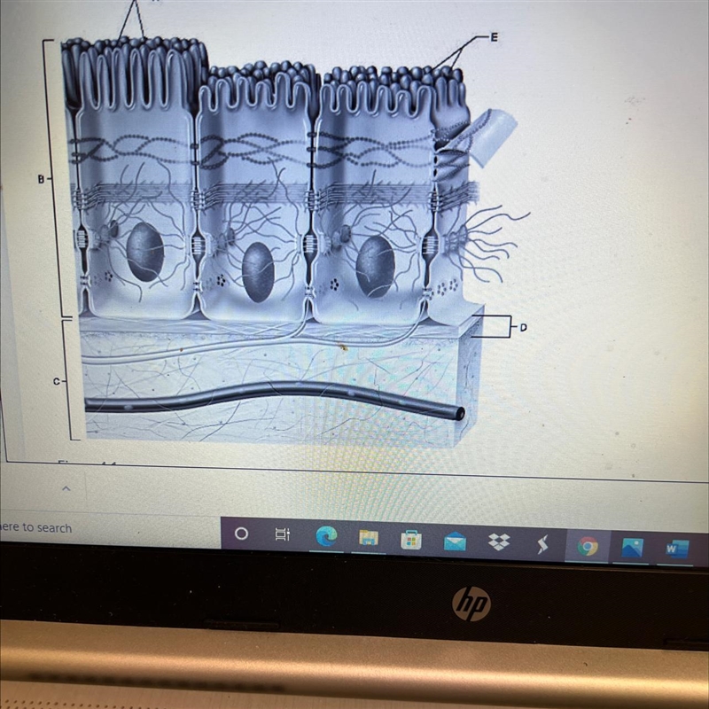 Where is located epithelium, connective tissue, sensory receptor, and basement membrane-example-1