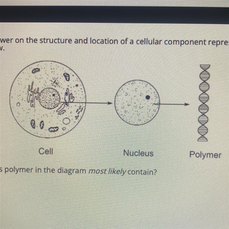 Base your answer on the structure and location of a cellular component represented-example-1