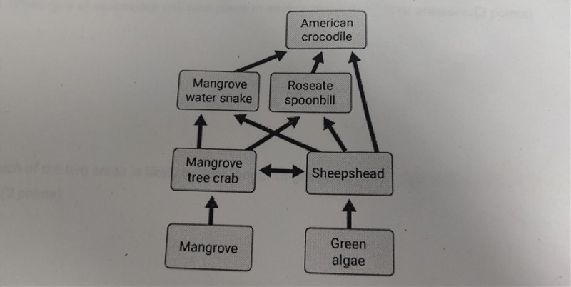 B. How many producers and consumers are in this food web? (1 point)​-example-1