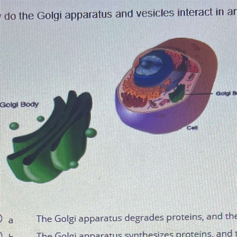 How do the Golgi apparatus and vesicles interact in an animal cell? Golgi Body Golgi-example-1