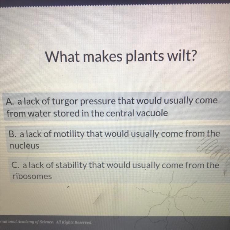 What makes plants wilt? C. a lack of stability that would usually come from the ribosomes-example-1