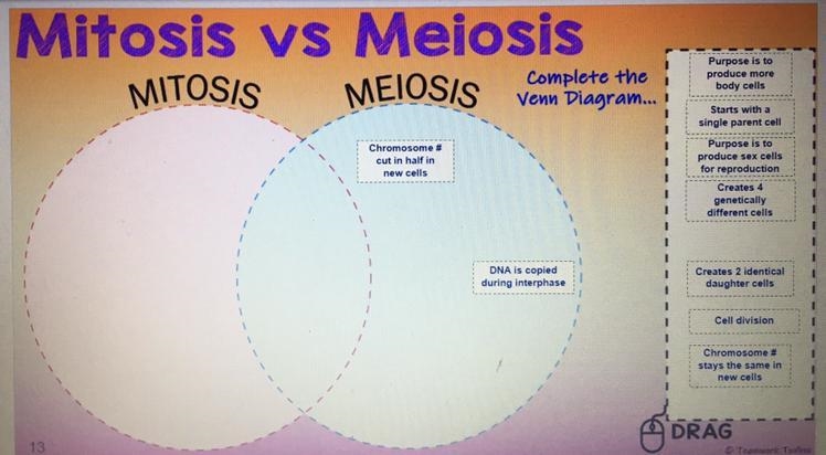 Mitosis x meiosis ...-example-1