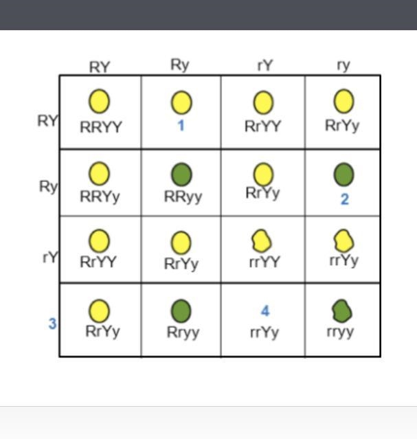 HELP ASAP! Determining Genotype and Phenotype of Peas Identify the genotype for each-example-1