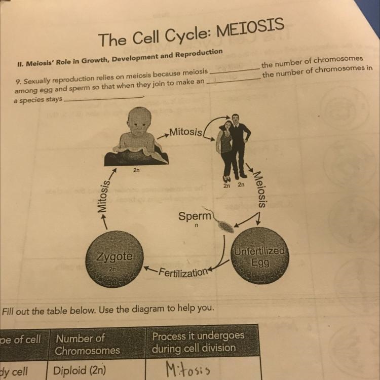 The Cell Cycle: MEIOSIS-example-1