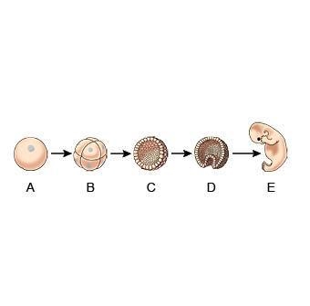 The diagram represents the development of an embryo. Which choice is true about the-example-1