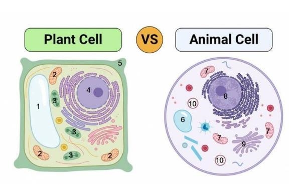 Number________ is the chloroplast. The chloroplast helps the plant obtain food by-example-1