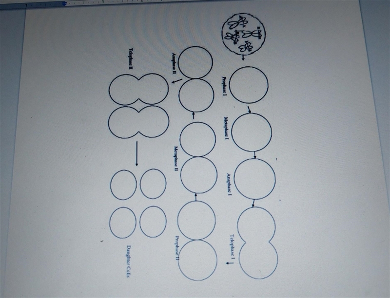 Reviewing Meiosis: Diagram the phases of meiosis using colored pencils to show the-example-1