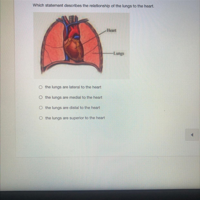 Which statement describes the relationship of the lungs to the heart-example-1