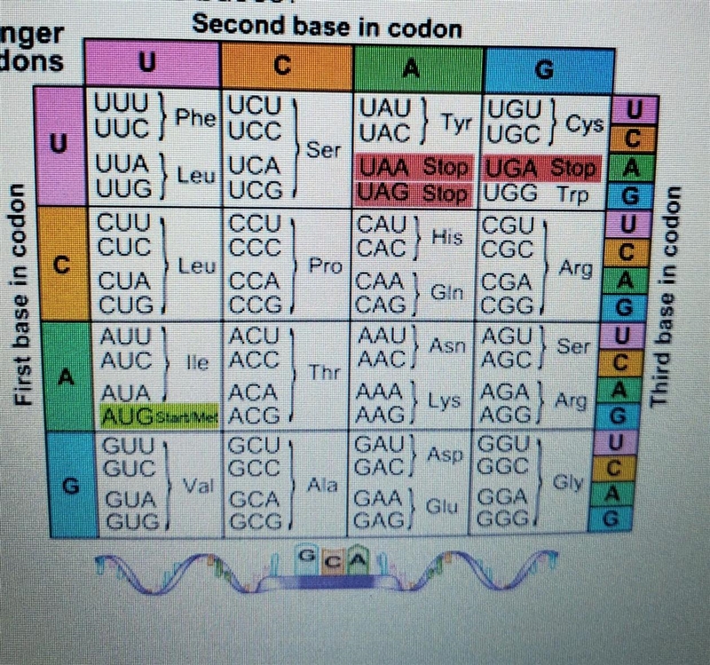 A strand of mRNA has the bases cytosine-cytosine-uracil. Which amino acid corresponds-example-1