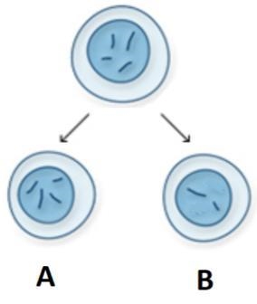 A parent cell divides according to the image shown below. What differences in structure-example-1