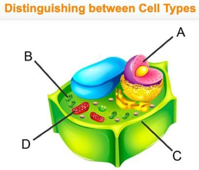 Which feature contains genetic material and is present in a eukaryotic cell but not-example-1