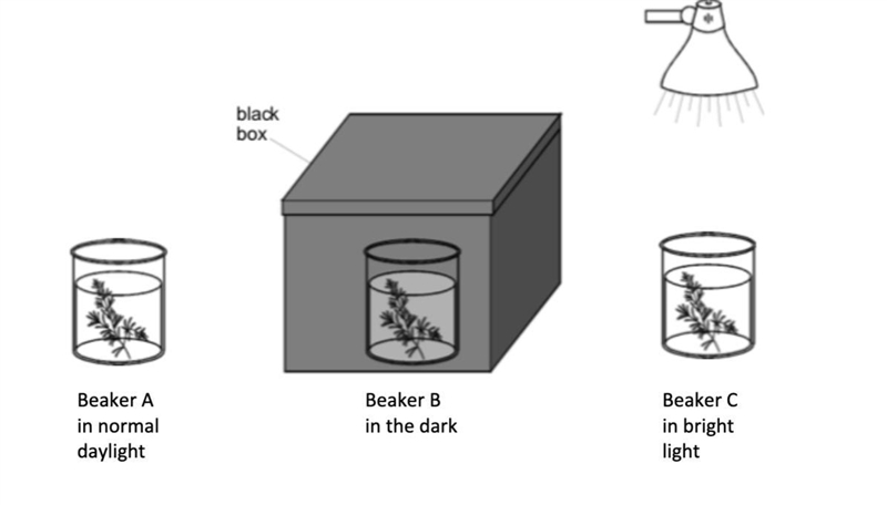 PLEASE HELP 1.Alex poured some pond water into three beakers. She then put waterweed-example-1