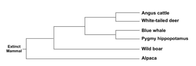 Based on the phylogenetic tree, what species shares a most recent common ancestor-example-1