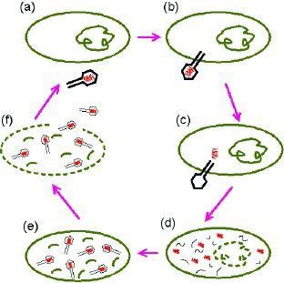 Describe what is happening in steps A-C of the diagram above.-example-1