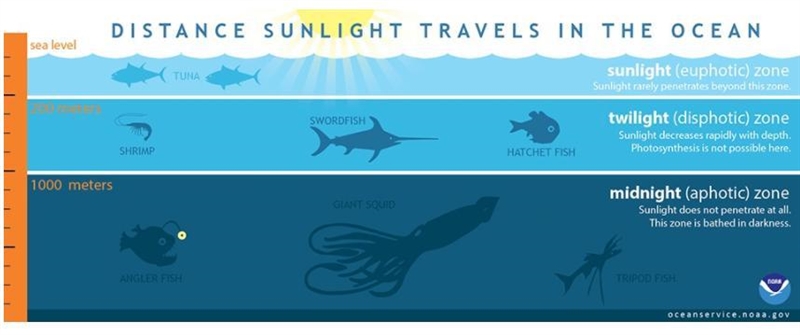 Because no light penetrates the aphotic zone of the ocean: a. this zone cannot sustain-example-1