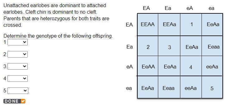 Unattached earlobes are dominant to attached earlobes. Cleft chin is dominant to no-example-1