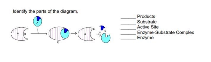 Pls help label diagram-example-1