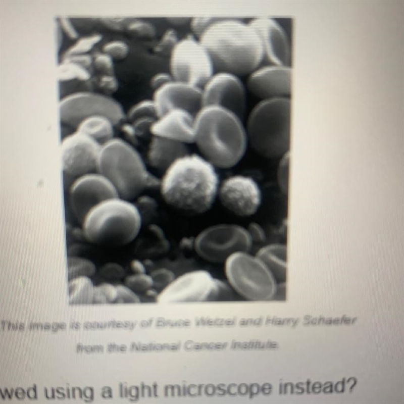 How would the same cells look if they were viewed using a light microscope instead-example-1