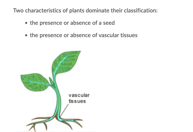 Two characteristics of plants dominate their classification:-example-1