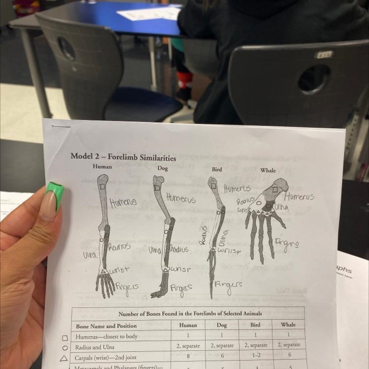 Refer to Model 2. Study the bone arrangement in the bird and whale. Propose an explanation-example-1