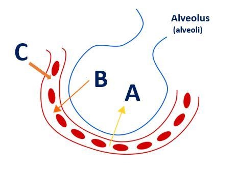 Which of the following represents arrow C? ( Look at photo ) A. Carbon Dioxide B. Glucose-example-1