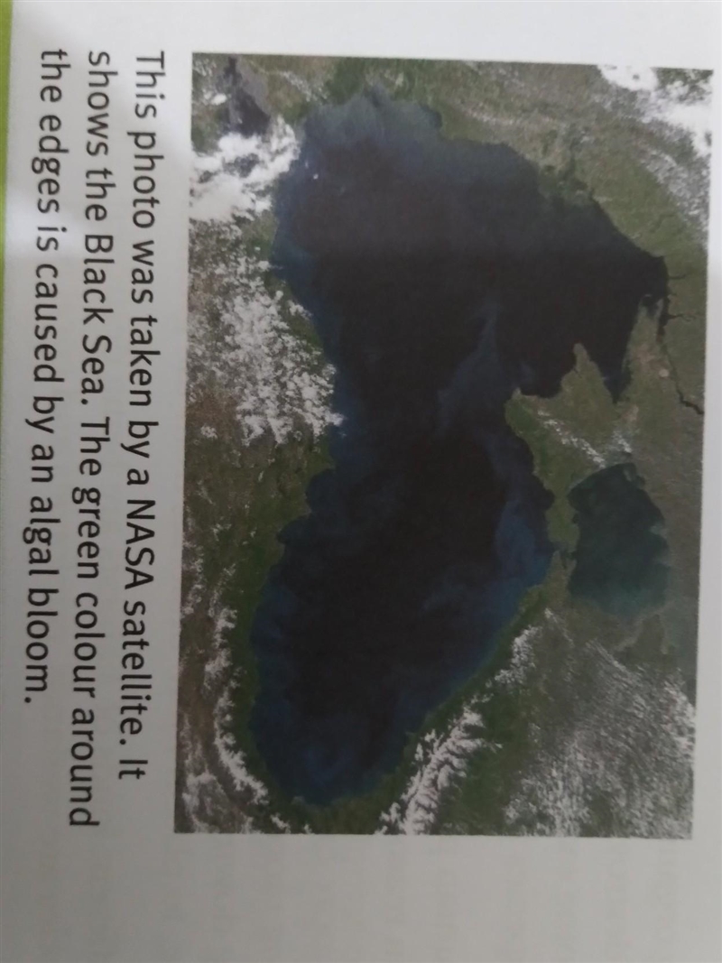 Why is algal bloom around the edges of the Black Sea than spreading all over it? ​-example-1