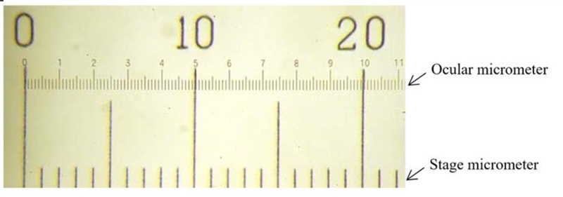 Calibration of ocular micrometer: stage micrometer is a glass slide having precisely-example-1