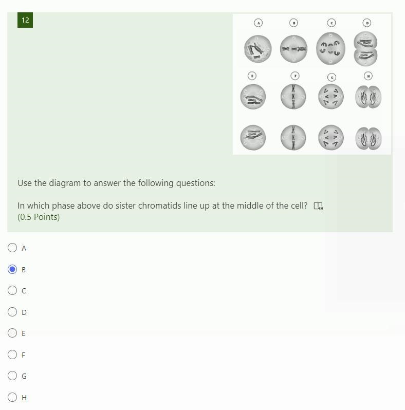 Use the diagram to answer the following questions: In which phase above do sister-example-1