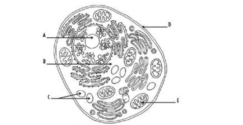 Name the organelles.-example-1